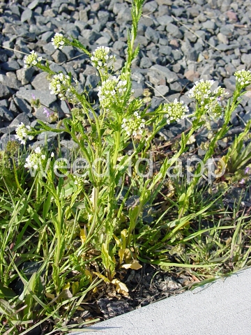 pennycress, field